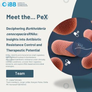Exploratory Project (PeX): Deciphering Burkholderia cepacia Complex Small RNAs – Insights into Antibiotic Resistance Control and Therapeutic Potential
